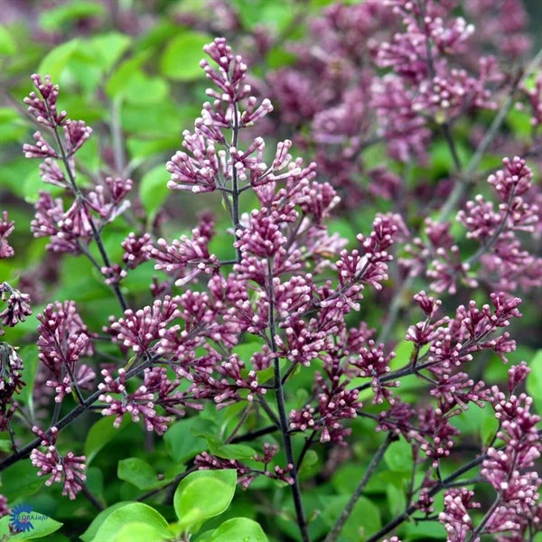 Dværgesyren SHC 60 1 Dværgesyren SHC 60