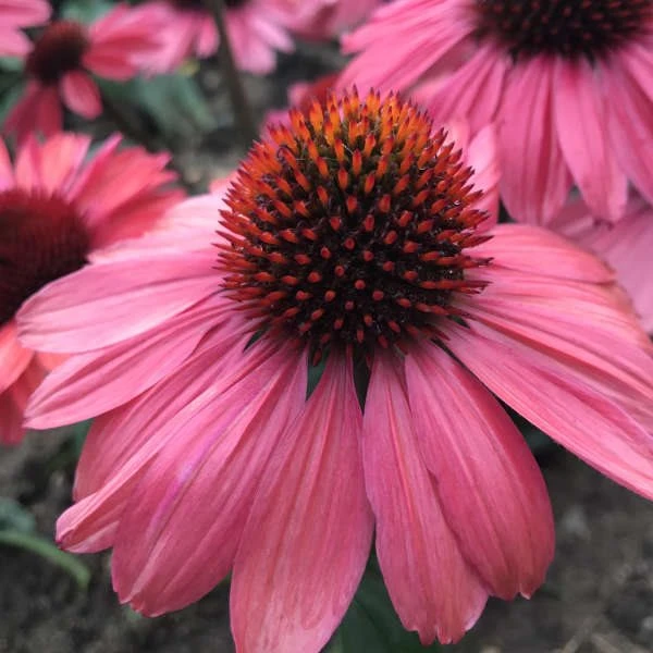 ECHINACEA 'CORAL CRAZE'®' 1 ECHINACEA 'CORAL CRAZE'®'