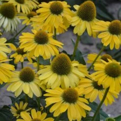 ECHINACEA 'YELLOW MY DARLING'®'