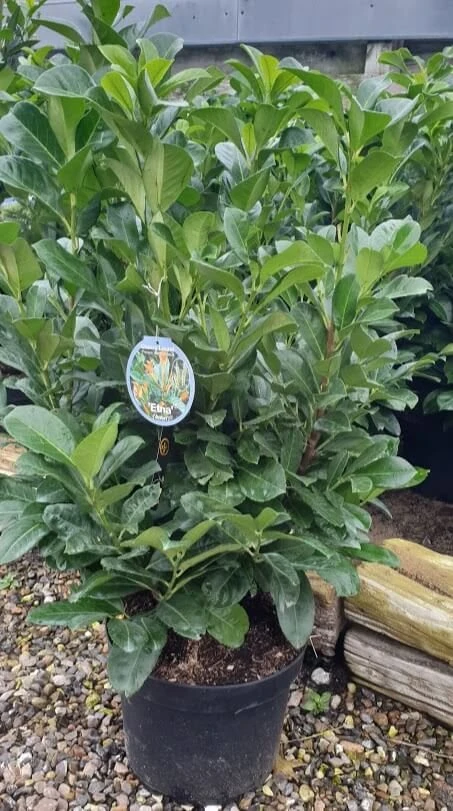 LAURBÆRKIRSEBÆR 'ETNA'® (N) 10 Ltr. 1 LAURBÆRKIRSEBÆR 'ETNA'® (N) 10 Ltr.