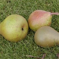 Familietræ Pære Med 3 Sorter 1 Familietræ Pære Med 3 Sorter