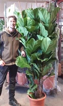 Violinfigen - Ficus Lyrata 180cm