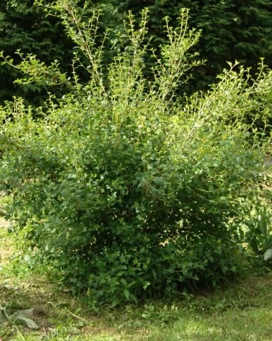 Fjeldribs 30-60 Cm 1 Fjeldribs 30-60 Cm