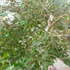 Fuji-kirsebær, Opstammet 60 Cm