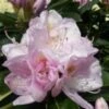 Rhododendron GOMER WATERER