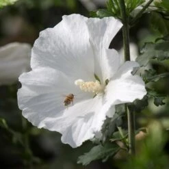 Syrisk Rose "Eleanor"