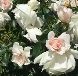 Inger Forever TM Plant'n' Relax® 1 Inger Forever TM Plant'n' Relax®