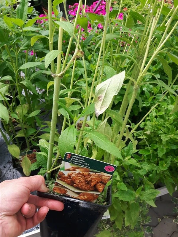 Jordskok 2 L. Potte 1 Jordskok 2 L. Potte