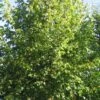 Småbladet Lind - Tilia Cordata 'Greenspire' SHOK 12-14