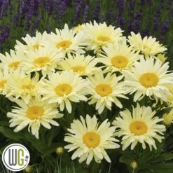 LEUCANTHEMUM 'BANANA CREAM'®'