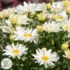 LEUCANTHEMUM 'SPOONFUL OF SUGAR'®'