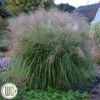 MISCANTHUS 'AUTUMN ANTHEM'®'
