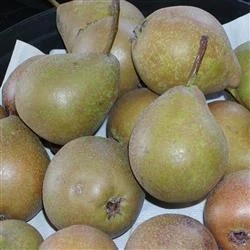 Pære 'Gråpære' 1 Pære 'Gråpære'
