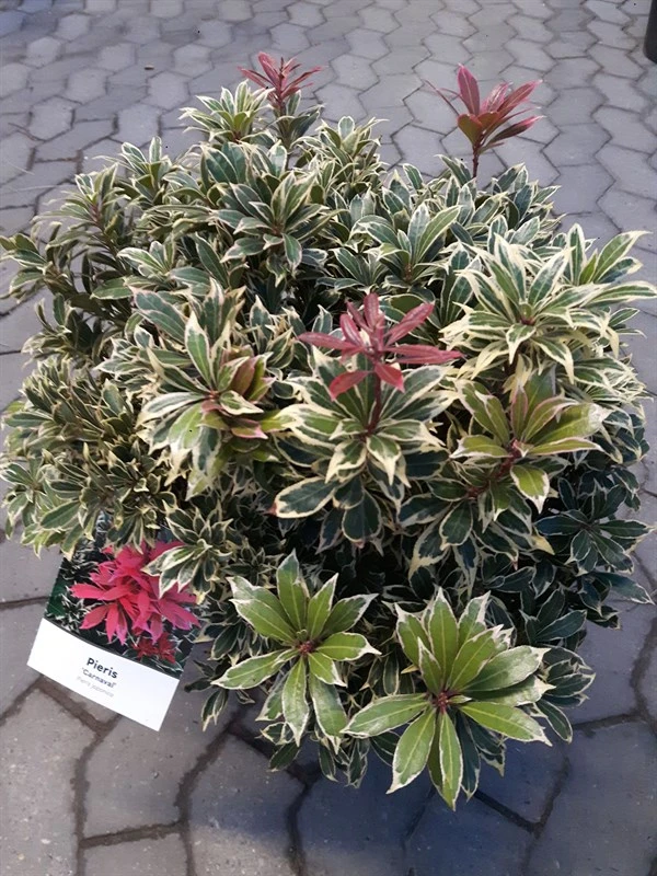 Pieris 'Carnaval' 1 Pieris 'Carnaval'