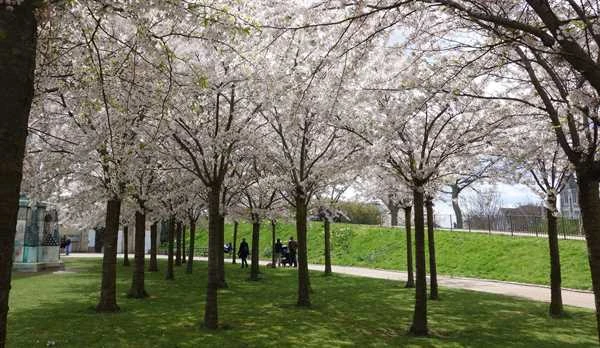 Yoshino-Kirsebær SHOK 10-12 1 Yoshino-Kirsebær SHOK 10-12