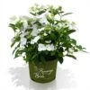 Hortensia Runaway Bride ®