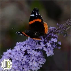 Sommerfuglebusk 'GLASS SLIPPERS'®