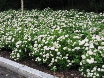 Birkebladet Spiraea 20-40 Cm 1 Birkebladet Spiraea 20-40 Cm