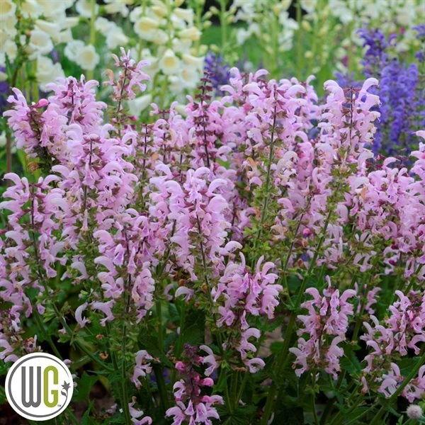 SALVIA 'BALLERINA PINK'®' 1 SALVIA 'BALLERINA PINK'®'