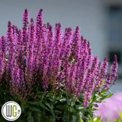 SALVIA 'BUMBLEBERRY'®'