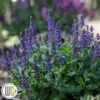 SALVIA 'BUMBLEBLUE'®'