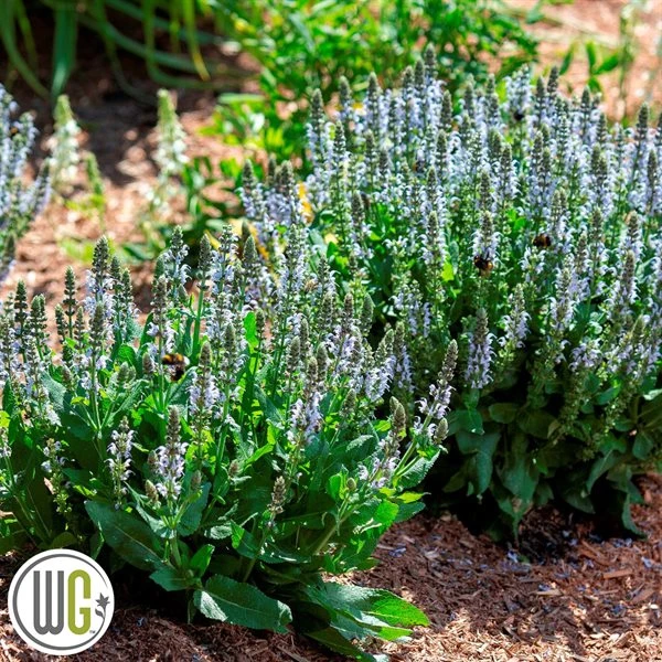 SALVIA 'BUMBLESKY'®' 1 SALVIA 'BUMBLESKY'®'