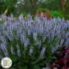 SALVIA `Crystal Blue`