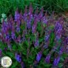 SALVIA 'VIOLET PROFUSION'®'