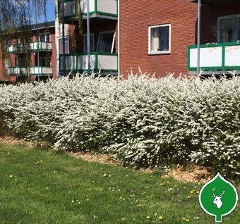 Snedrivebusk `Grefsheim` 1 Snedrivebusk `Grefsheim`