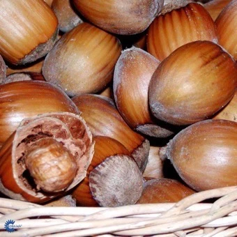 Hassel 'Halleske Kæmpe' 1 Hassel 'Halleske Kæmpe'