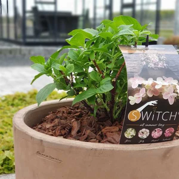 Havehortensia `Swich` 1 Havehortensia `Swich`