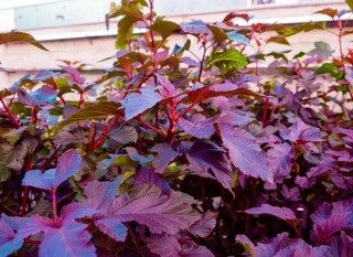 Amerikansk Blærespiræa 'Tiny Wine'® PW 1 Amerikansk Blærespiræa 'Tiny Wine'® PW