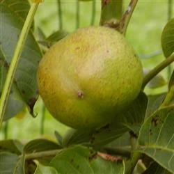 Valnøddetræ 'Broadview' 1 Valnøddetræ 'Broadview'