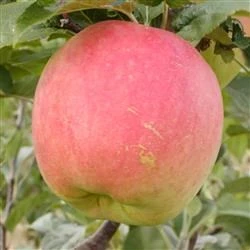 Æbletræ 'James Grieve' 1 Æbletræ 'James Grieve'