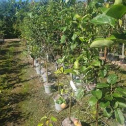 10 Stk. Vildtfrugttræer - 2. Sortering Frugttræer