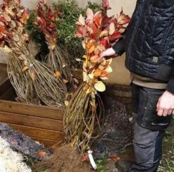 Surbær - Aronia 50 - 80 Cm