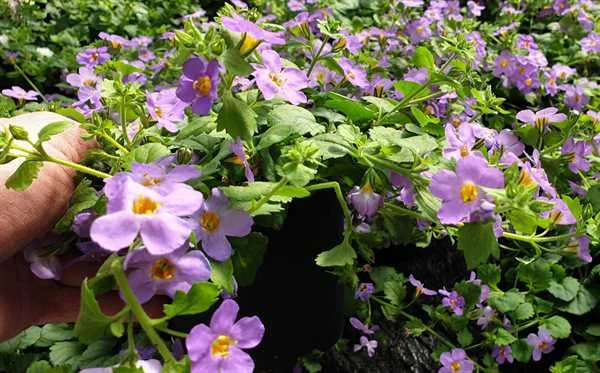 Bacoba - Blå 1 Bacoba - Blå