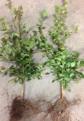 Bøgehæk 30-50 Cm Pur 1 Bøgehæk 30-50 Cm Pur