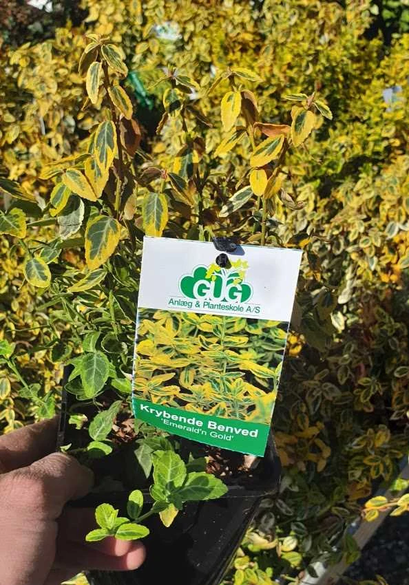 Krybende Benved - 'Gold' 1,5L 1 Krybende Benved - 'Gold' 1,5L