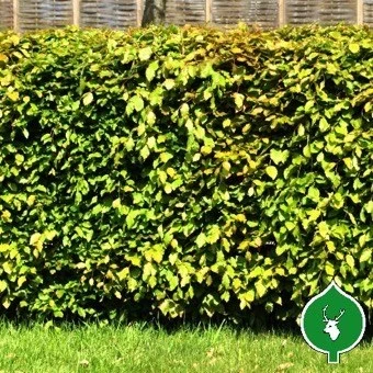 Bøgehæk 50 - 80 Cm 1 Bøgehæk 50 - 80 Cm