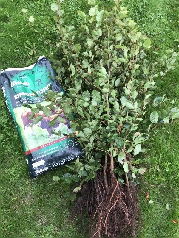 Bøgehæk 80 - 100 Cm 1 Bøgehæk 80 - 100 Cm