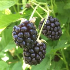 Tornløs Boysenberry