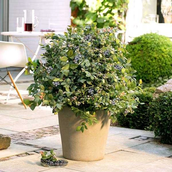 Blåbær Brazel Berry 'Pink Breeze' 1 Blåbær Brazel Berry 'Pink Breeze'