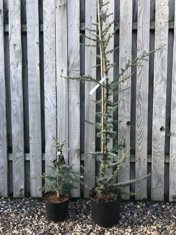 Cedertræer 1 Cedertræer