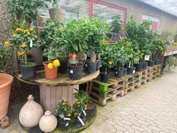 Citrusplanter I Planteskolen 1 Citrusplanter I Planteskolen