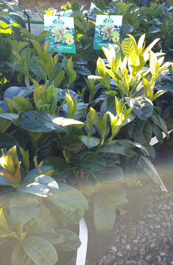 LAURBÆRKIRSEBÆR 'ETNA'® (N) 1 LAURBÆRKIRSEBÆR 'ETNA'® (N)