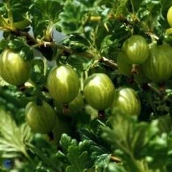 Stikkelsbær 'Invicta'