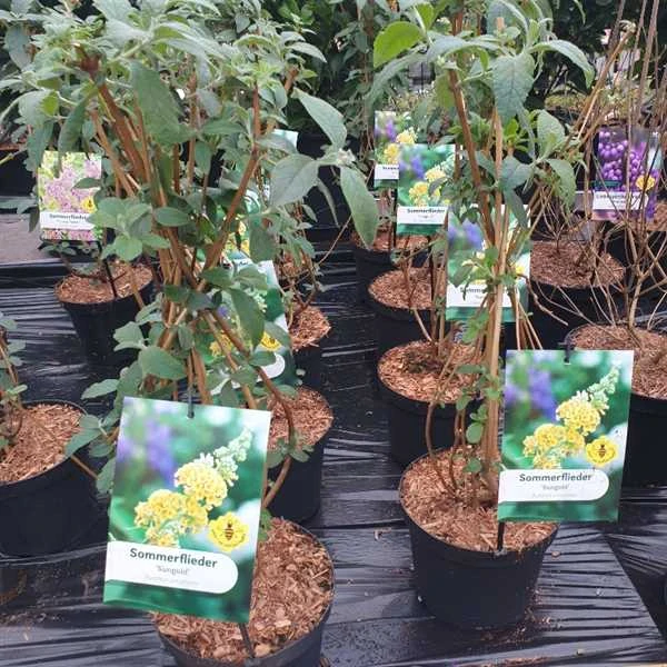 Gul Sommerfuglebusk 1 Gul Sommerfuglebusk