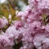 Japansk Hængekirsebær 'Kiku-shidare-Sakura'