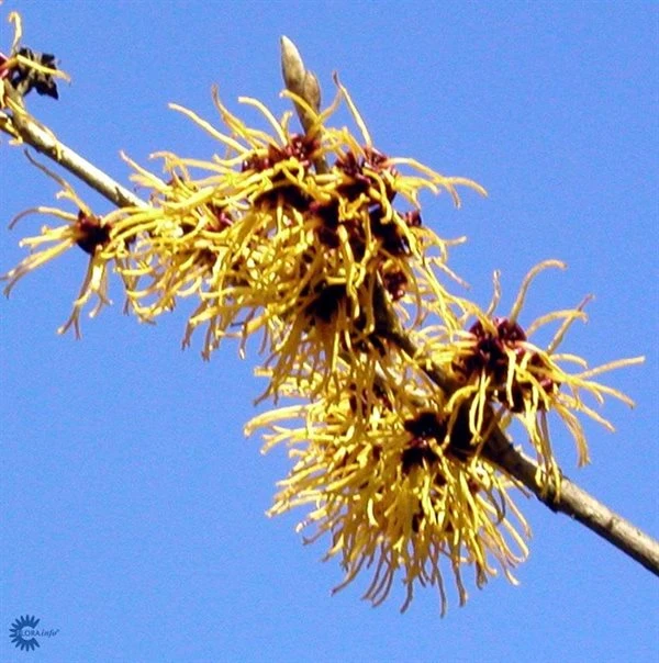 Troldnød 'Arnold Promise' 1 Troldnød 'Arnold Promise'